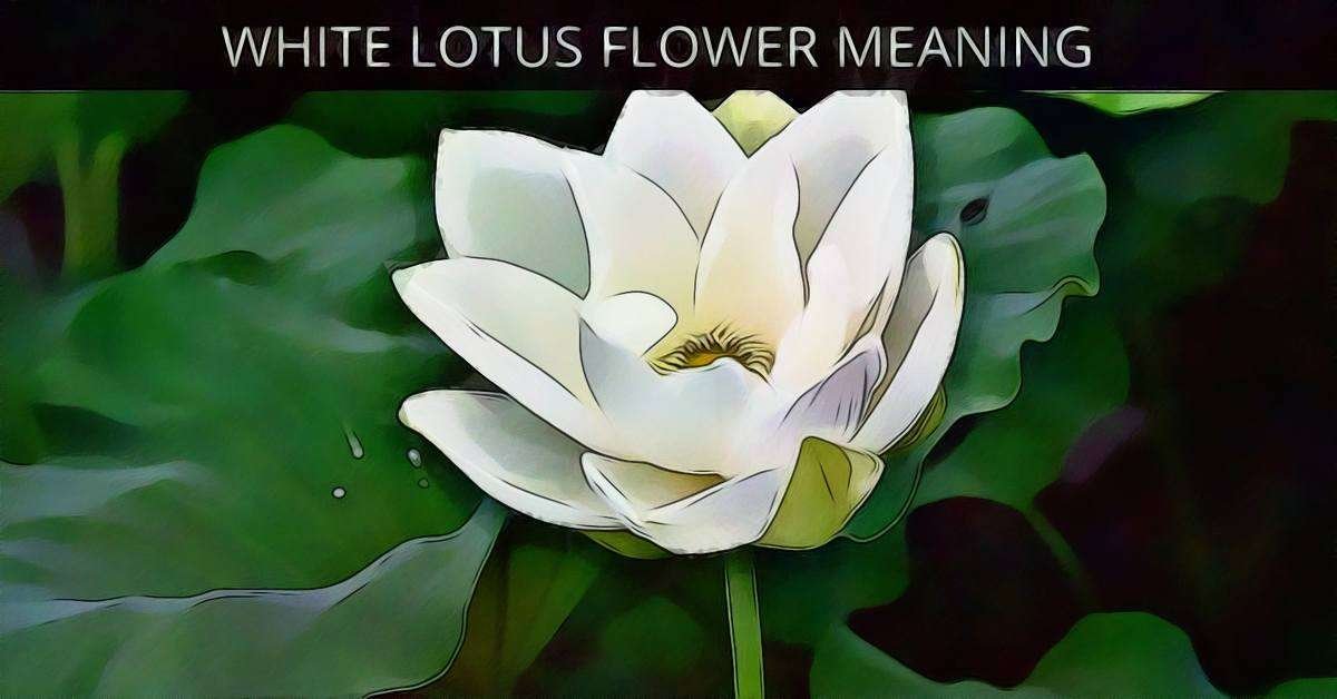 What Does The Lotus Flower Stand For | Best Flower Site