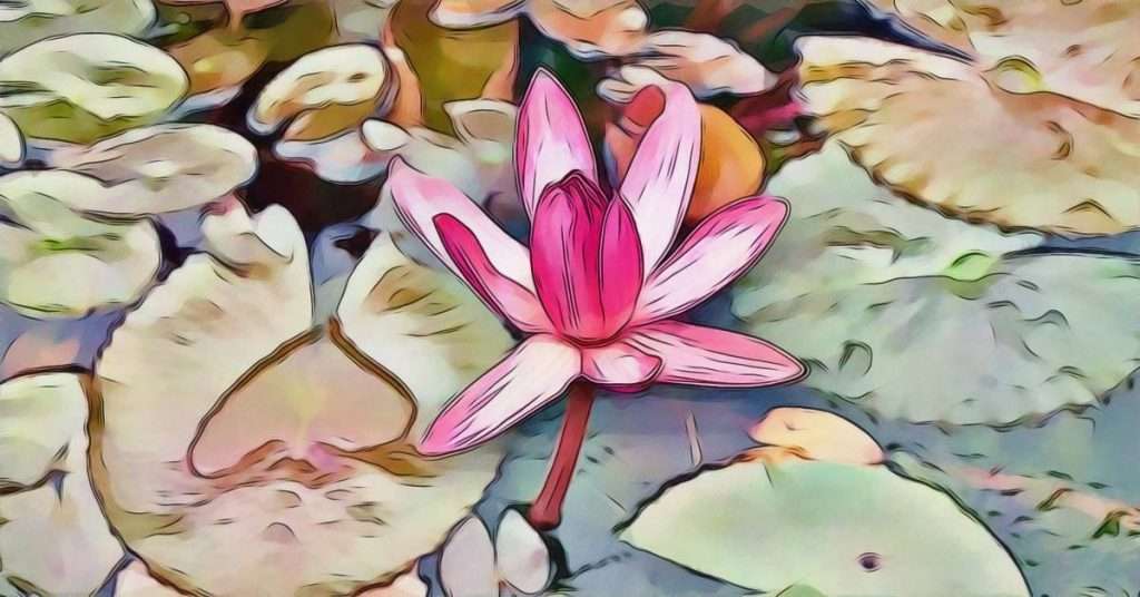 Lotus in Cultures Around the World