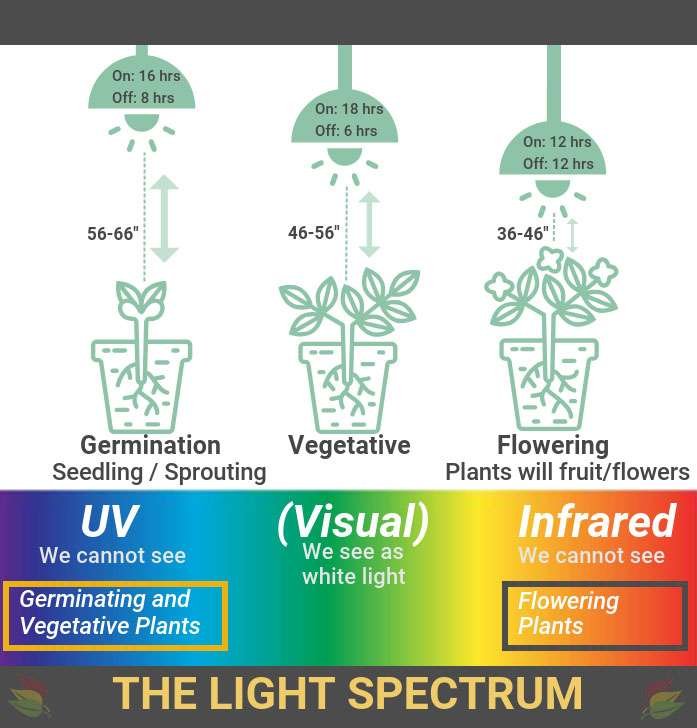 light spectrum infographic