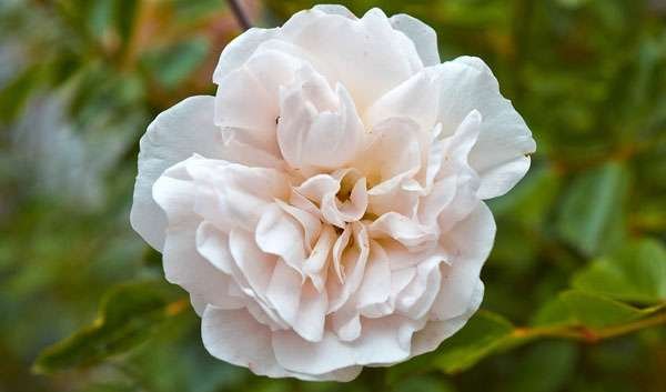 White Provence Rose