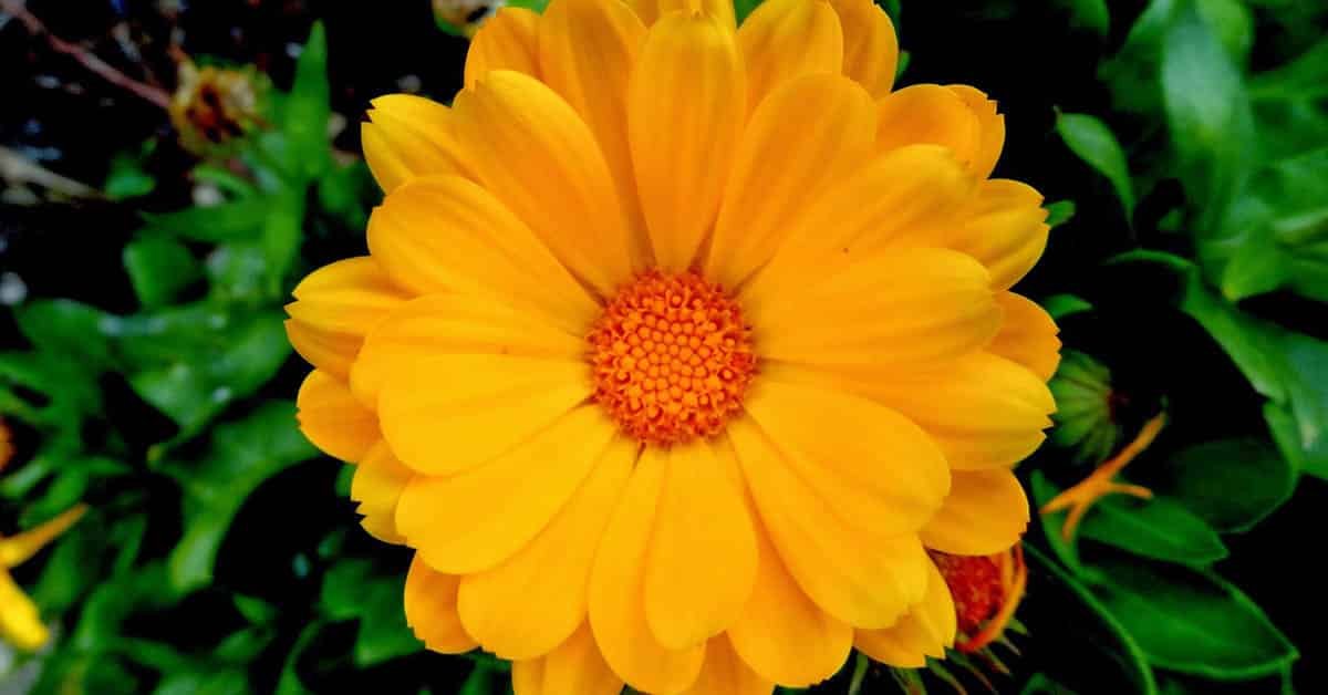 Calendula Flower To Attract Bees