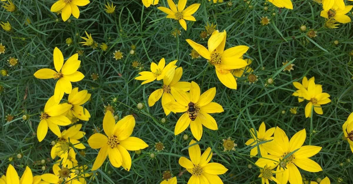 Coreopsis Flower To Attract Bees