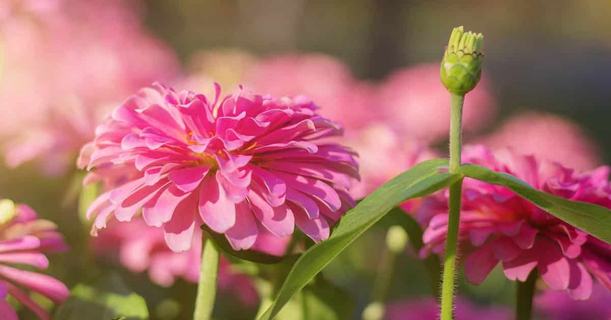 Zinnia Flower To Attract Bees