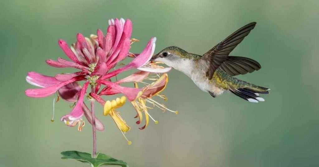 Honeysuckle  Hummingbirds