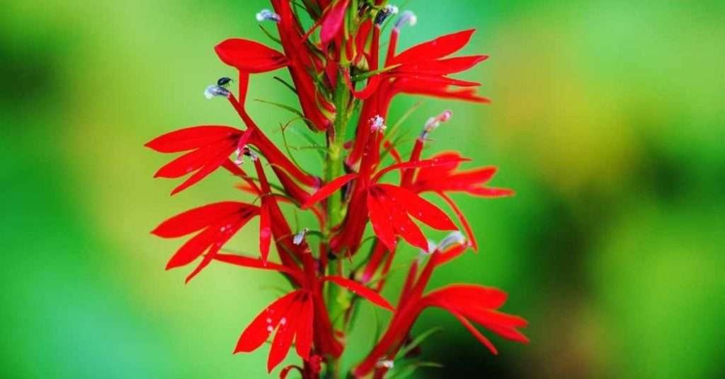 Red Cardinal Flower Hummingbirds
