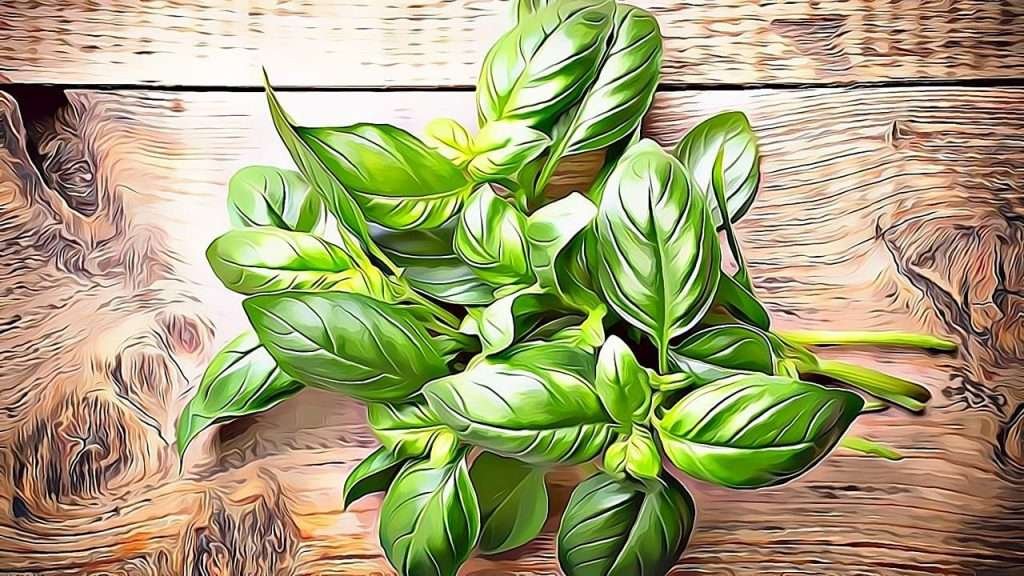 Benefits Of Eating Basil Leaves