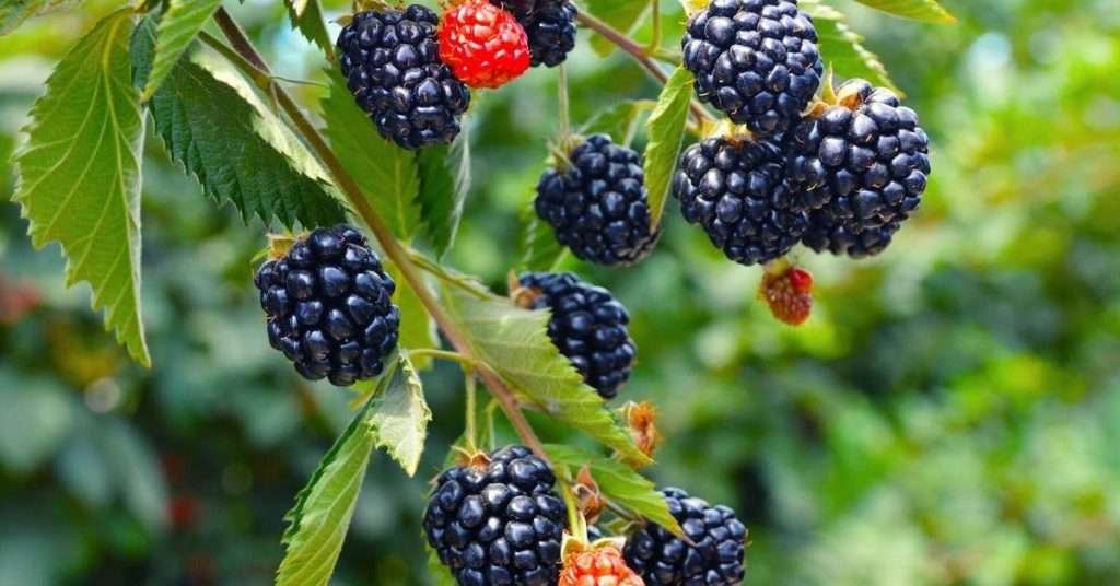Grow Blackberries in Containers
