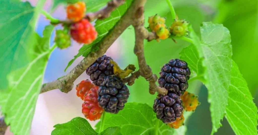 Grow Mullberries in Containers