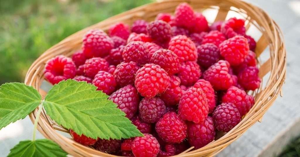 Grow Raspberries in Containers