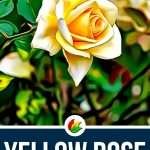 Yellow Rose Meaning and Symbolism