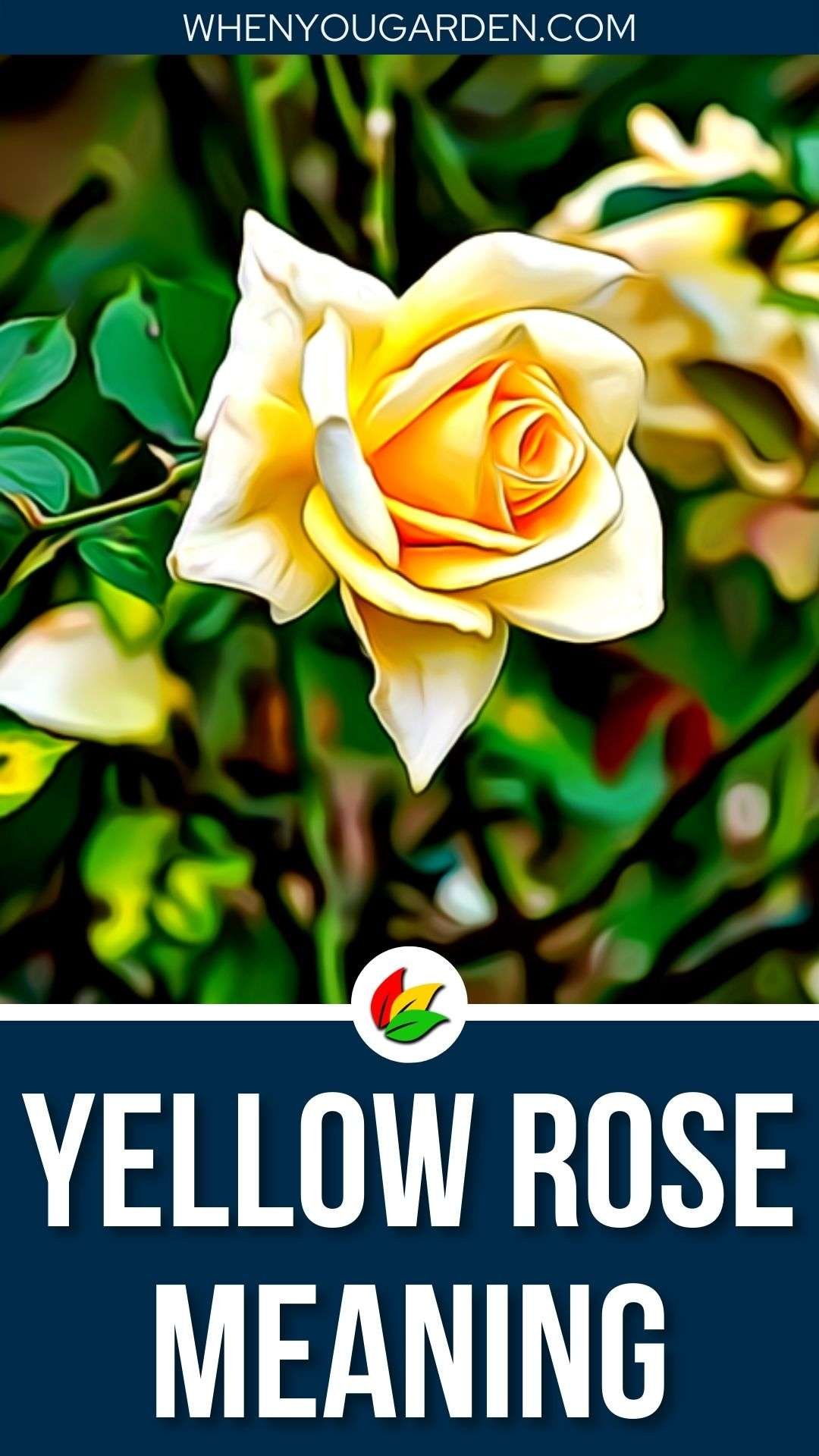 Yellow Rose Meaning and Symbolism