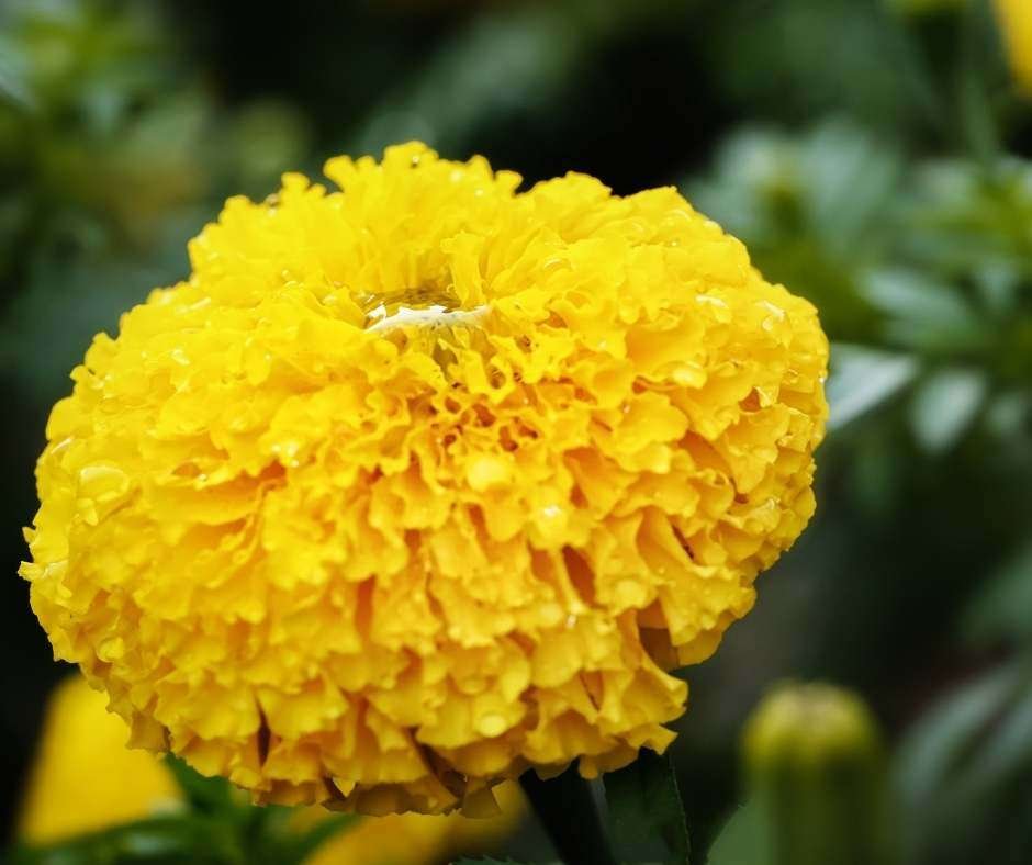 African Marigold Info and Care - WhenYouGarden.com