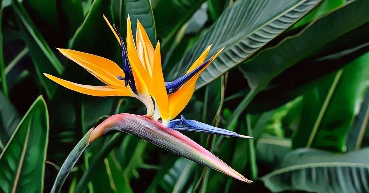 Bird of Paradise Plant Potted In Rondo Red Planter