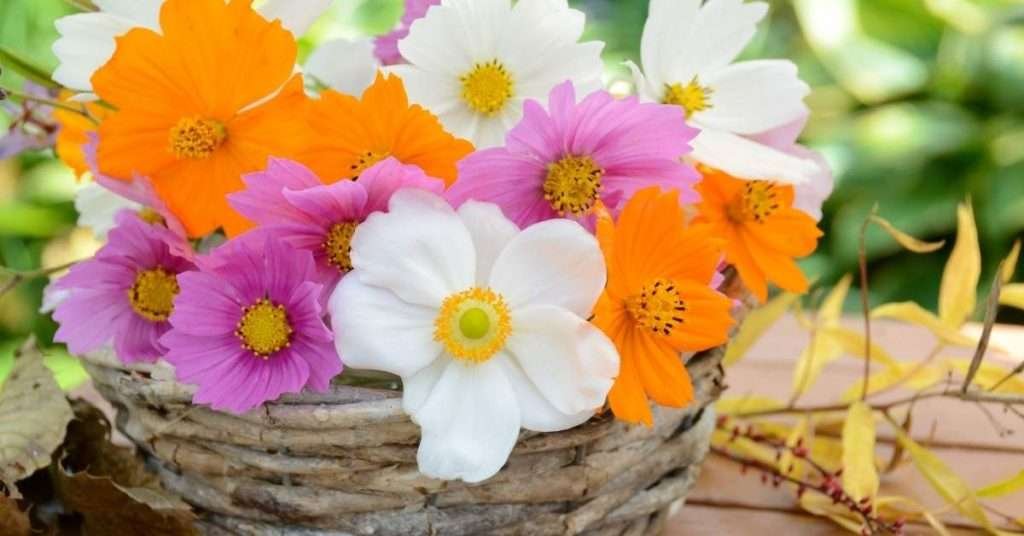 Cosmos Flower Essence Meaning