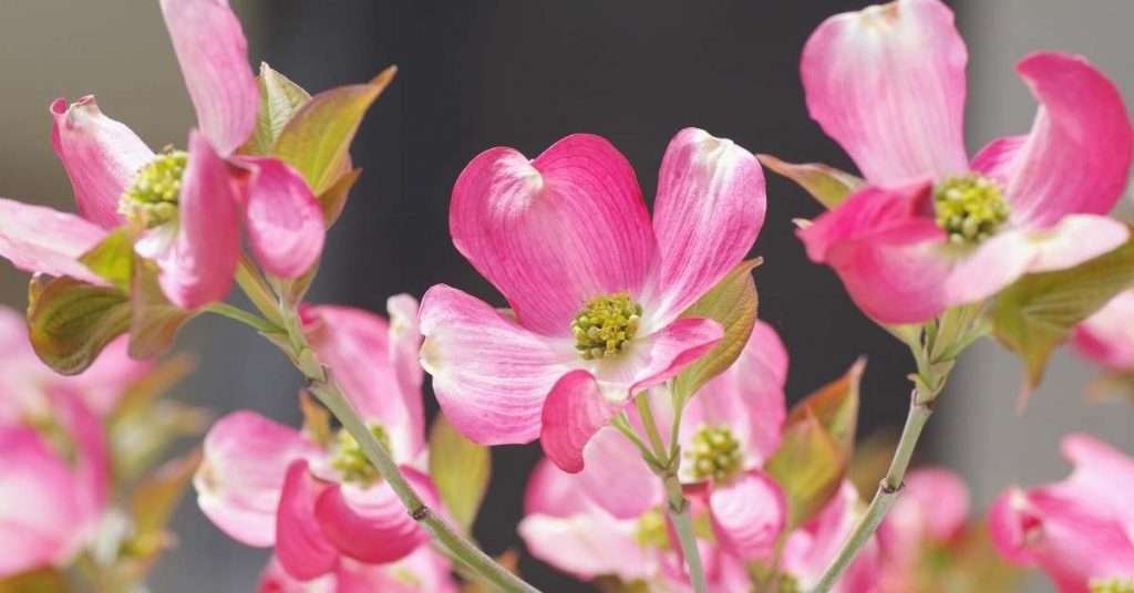 Meaning of the Dogwood Flower in Christianity