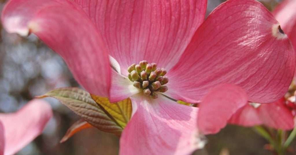 Meaning of the White Dogwood 