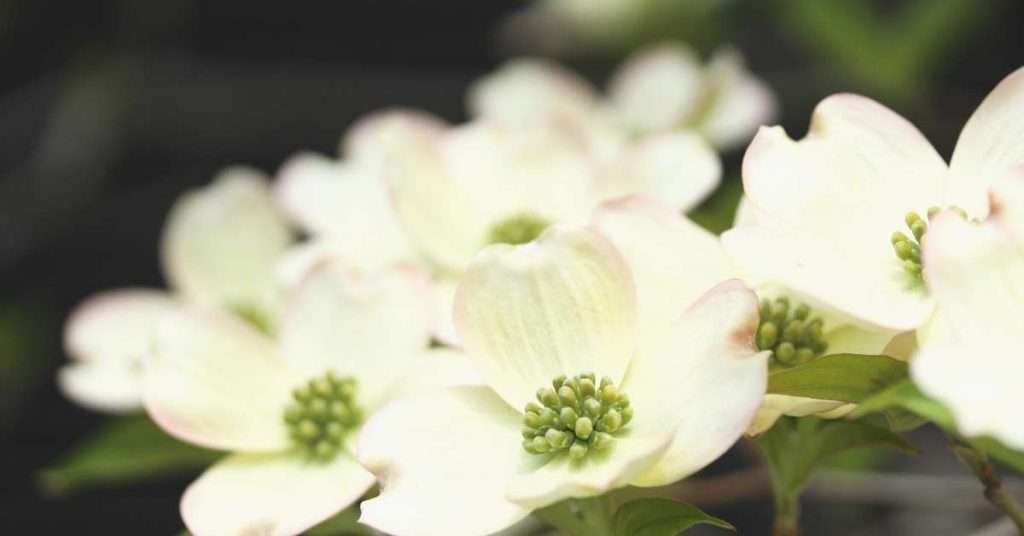 Meaning of the White Dogwood 