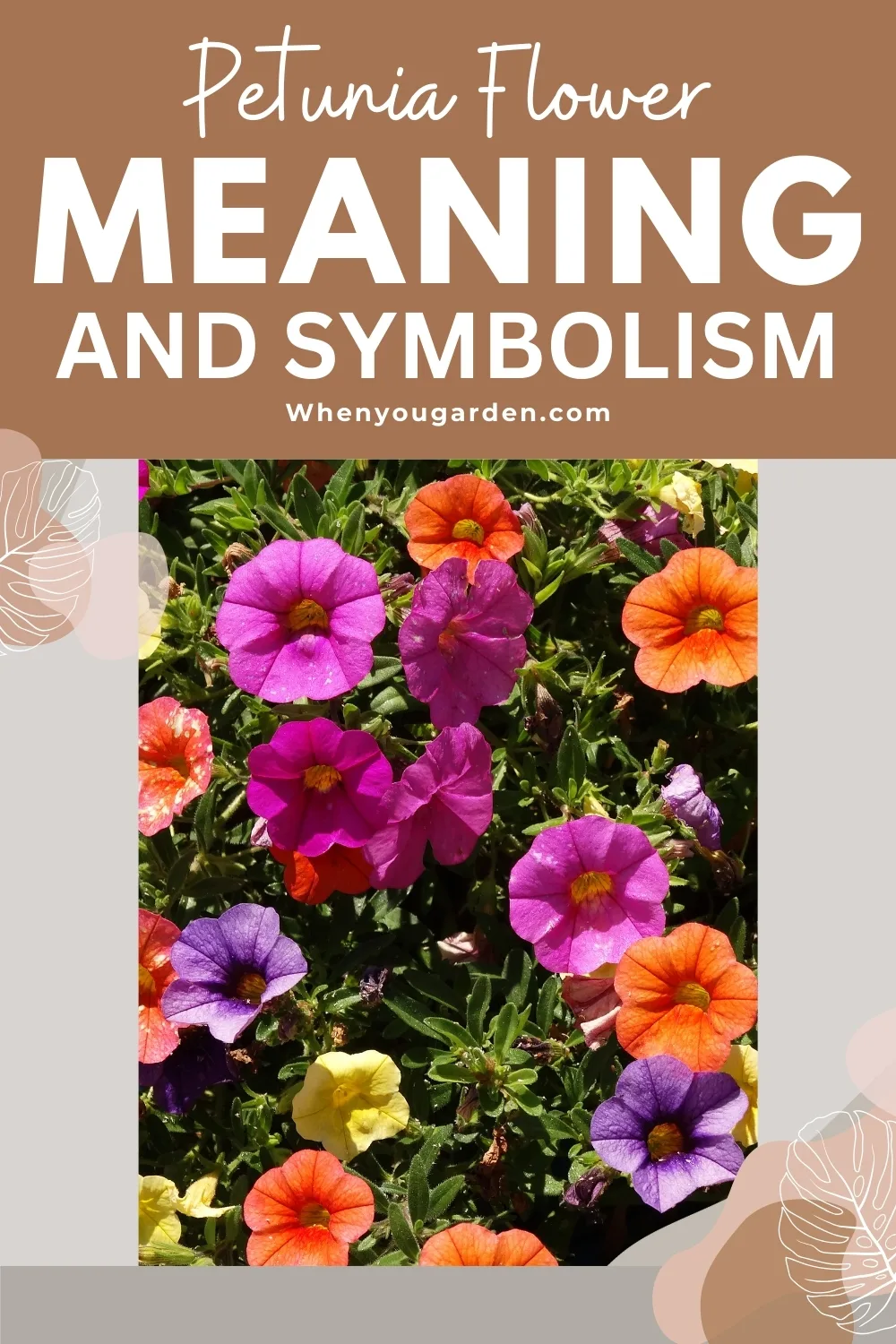 Petunia Meanings and Symbolisms