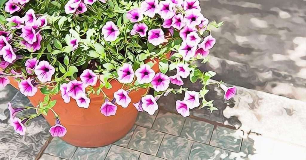 How To Fix Petunia Plant With No Flowers