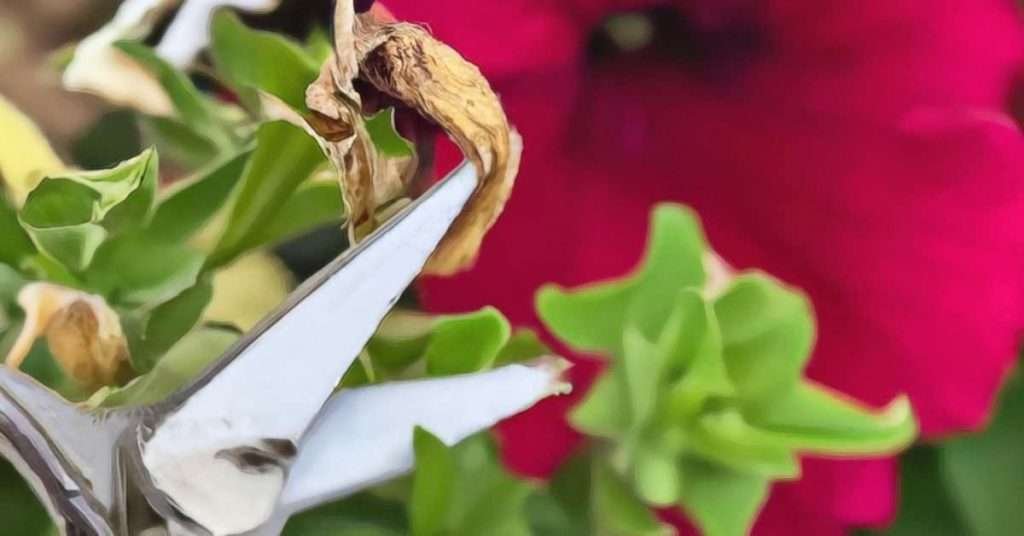 How To Deadhead Petunia Flowers
