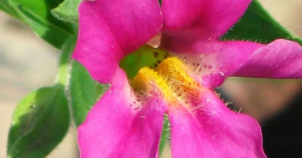 Pink Monkey Flower Meaning And Symbolism