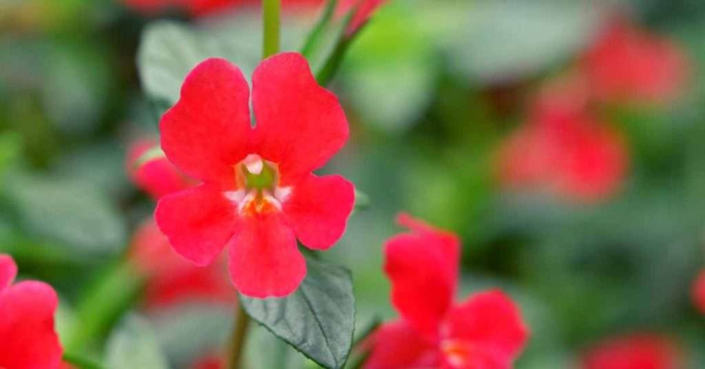 Red Monkey Flower Meaning And Symbolism
