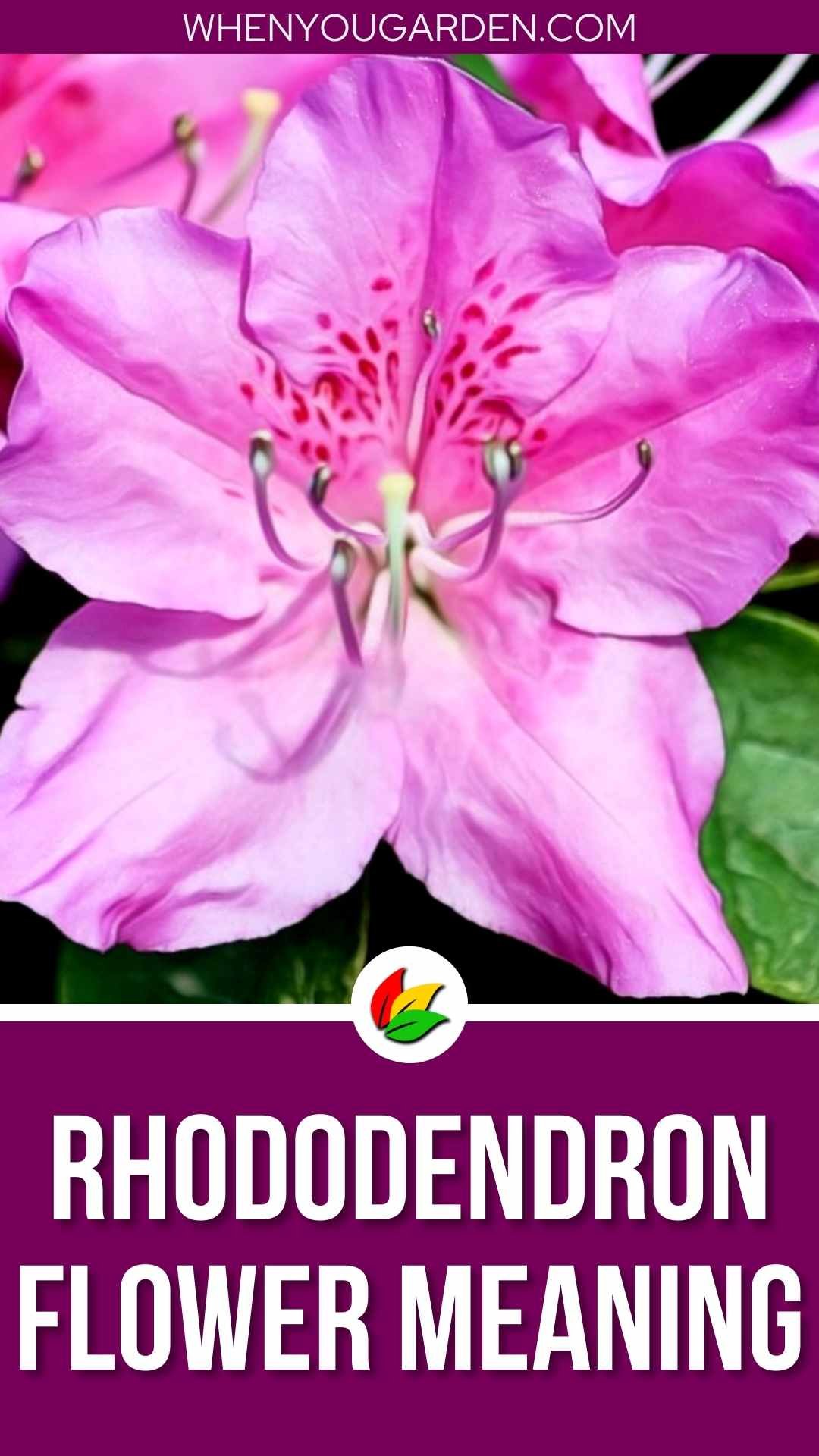 Rhododendron Flower Meaning and Symbolism