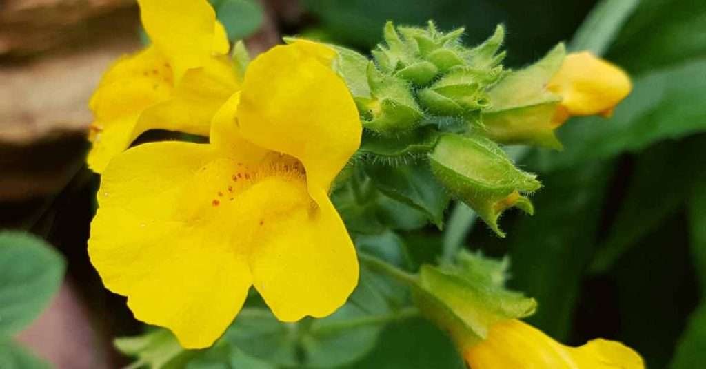 What Is A Mimulus Aurantiacus