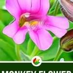 Monkey Flower Meaning