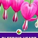 Bleeding Heart Flower Meaning
