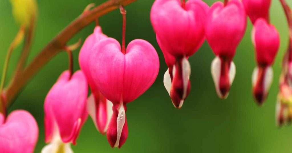 Bleeding Heart Flower Meaning and Symbolism - WhenYouGarden.com